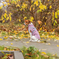 Trixie Pontis Regn Hundedkken Pink