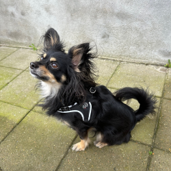 Tre Ponti Justerbar Hundesele