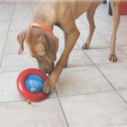 Kong Gyro Aktivitet Large