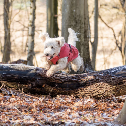 Trixie Vimy Regnjakke Rd