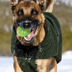 Canelana Selva hundedkken uld Grn