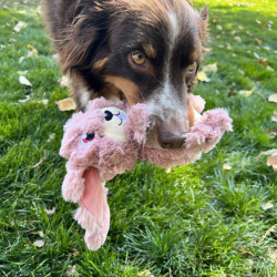 Kong Scrumplez Bunny M