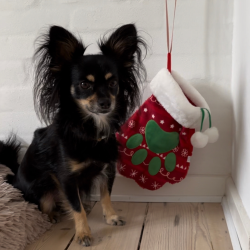 Kong Holiday Stocking Paw L