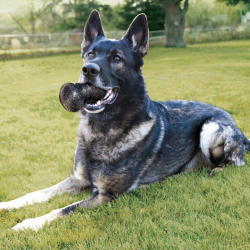 Kong DuraMax Bold 6 cm.