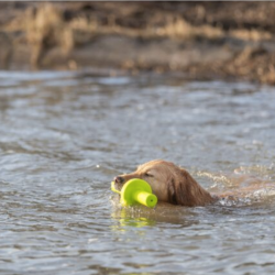 Trixie Dog Activity MOTAqua