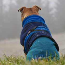 Canelana Aurora hundedkken uld