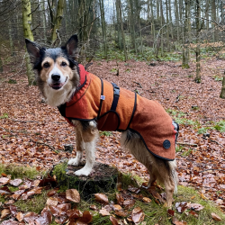 Canelana Aurora hundedkken uld