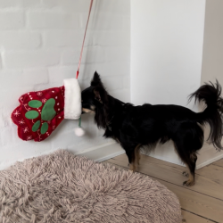 Kong Holiday Stocking Paw L