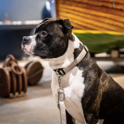 Max &amp; Molly Matrix 2.0 Neopren Halsbnd