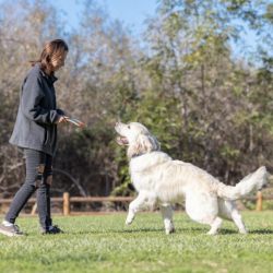 Chuckit Ultra Flyvende Egern 