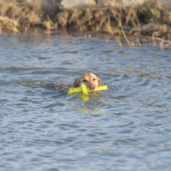 Trixie Dog Activity MOTAqua