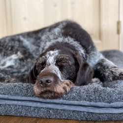 Canelana Hundeseng i merinould