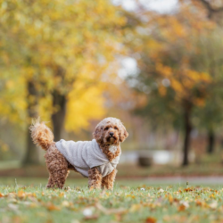 Trixie Carson Hoodie