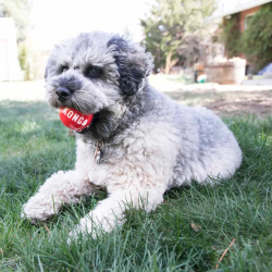 Kong Signature Balls 4-pack Small