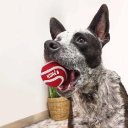 Kong Signature Balls 3-pack Large