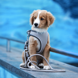 Max &amp; Molly Matrix 2.0 Neopren Air Sele