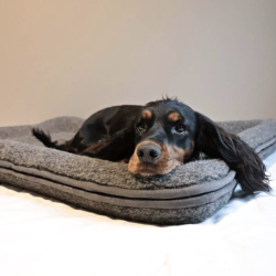 Canelana Hundeseng i merinould