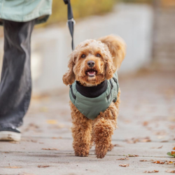 Trixie Pontis Hundedkken Sage