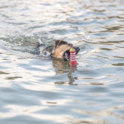 Trixie Fyrtrn Vandlegetj