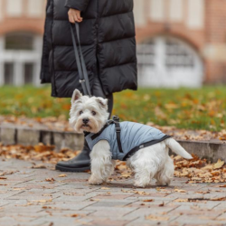 Trixie Pontis Hundedkken Blgr