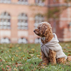 Trixie Carson Hoodie