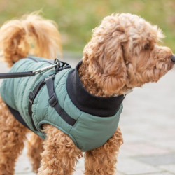 Trixie Pontis Hundedkken Sage