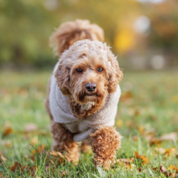 Trixie Carson Hoodie