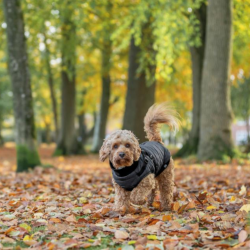 Trixie Pontis Hundedkken Bl