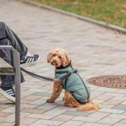 Trixie Pontis Hundedkken Sage