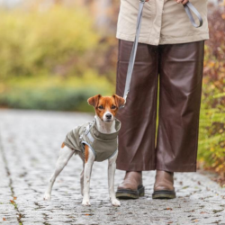 Trixie Pontis Regn Hundedkken Grn