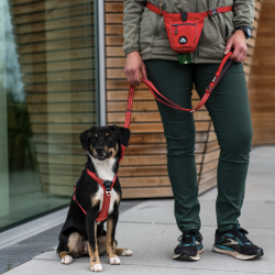 Dog Copenhagen Go Explore Godbidstaske