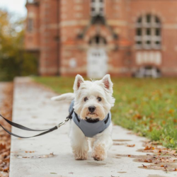 Trixie Pontis Hundedkken Blgr