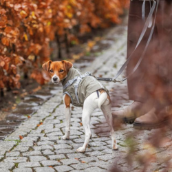 Trixie Pontis Regn Hundedkken Grn