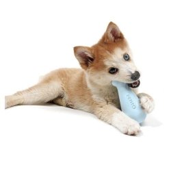 Petit Chico Hvalpelegetj til aktivitet - Bl