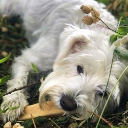 Tikki Himalaya oste snack - 140 gram.