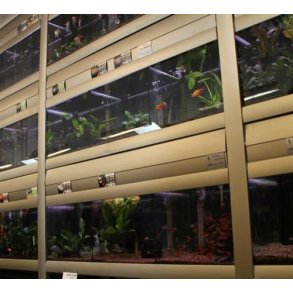 Akvariefisk - Se dem i butikken