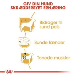  Royal Canin Poodle 30 Adult