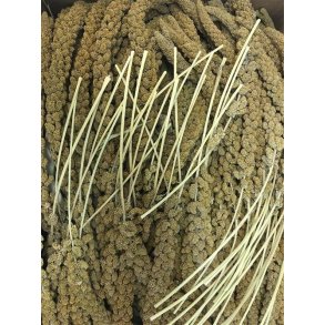 Franske Hirsekolber ca.12 stk