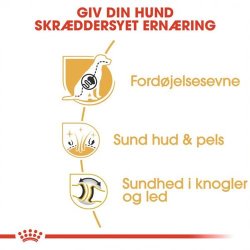  Royal Canin Jack Russel