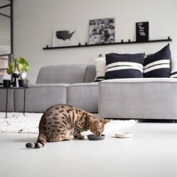 District 70 Bambus katteskl mrk gr