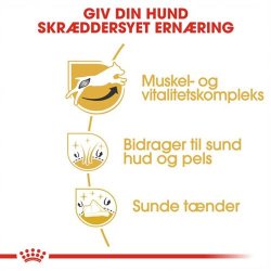  Royal Canin Jack Russel