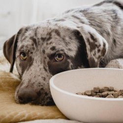 District 70 Bambus hundeskl Lys beige Large