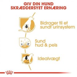  Royal Canin Bichon Frise Adult