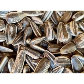 Ren Solsikkekerner med skal 3 kg.