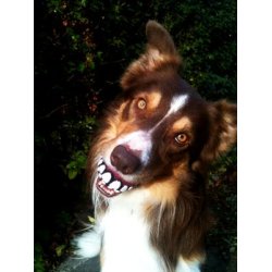 Rogz Grinz Bold 6,4cm.