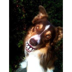 Rogz Grinz Bold 6,4cm.