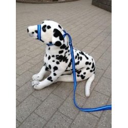 Anti-trk Laura Davis Line